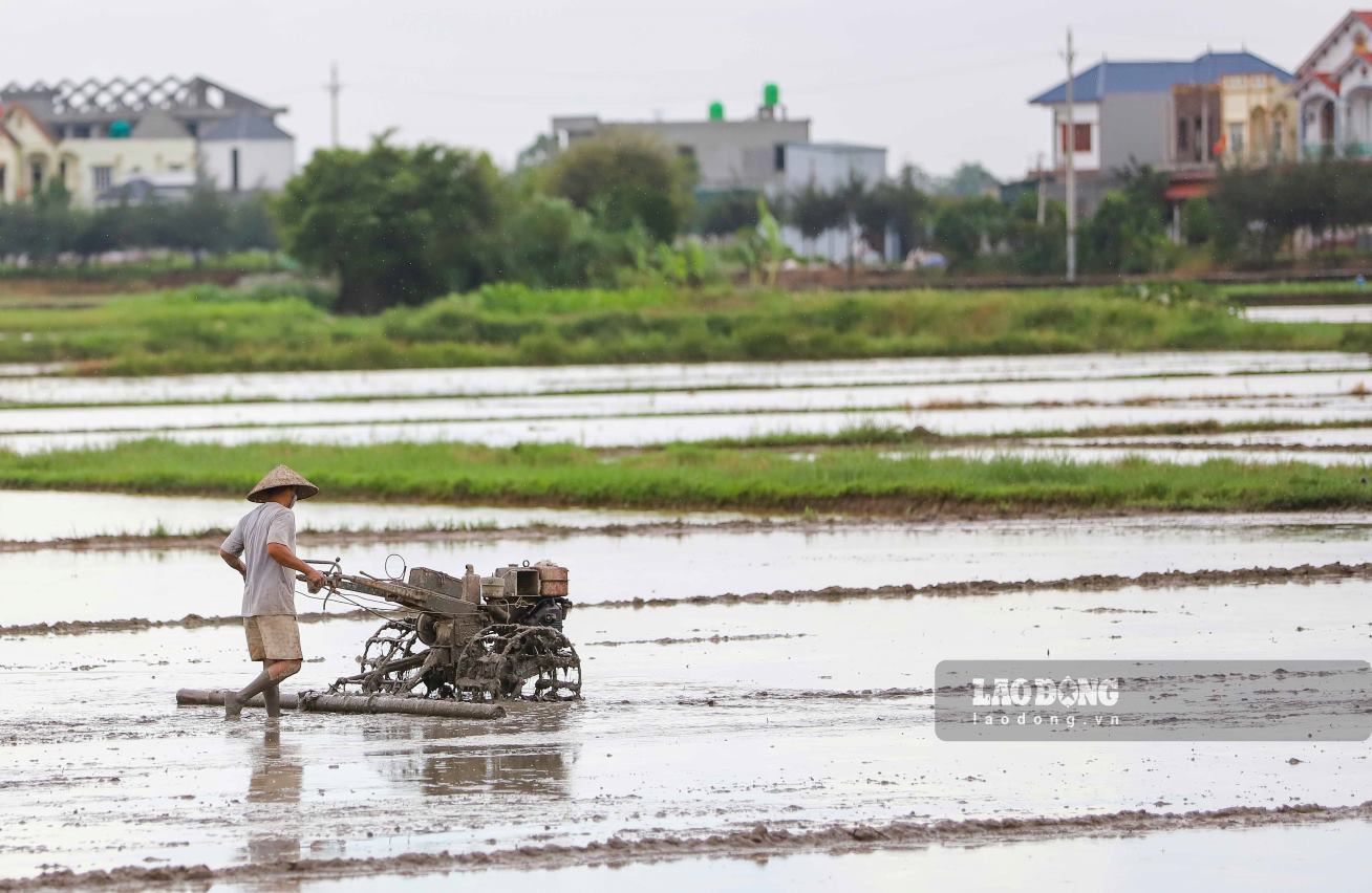 Quy định mới chuyển đổi cơ cấu cây trồng trên đất trồng lúa